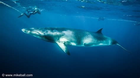 swim with minke whales